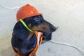 Close up dog builder dachshund in an orange construction helmet sits on wires on a concrete gray background