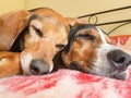 Close up of dog couple sleeping side by side. A funny cute moment.