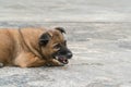 Close-up of Dog Eating Bone Outside Royalty Free Stock Photo