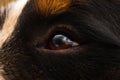 Close up of dog eye, Bernese Mountain Dog Royalty Free Stock Photo