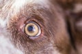 Close-up of a dog eye in sunlight. Relaxing animal portrait macro eye Royalty Free Stock Photo