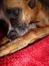 Close-up of a dog face against a red blanket Royalty Free Stock Photo