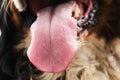 Close up of dog face, Bernese Mountain Dog Royalty Free Stock Photo