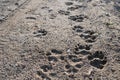 close up of dog footprints in the sand Royalty Free Stock Photo