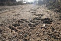 close up of dog footprints in the sand Royalty Free Stock Photo