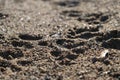 close up of dog footprints in the sand Royalty Free Stock Photo
