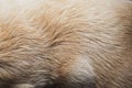 Close-up of dog fur Royalty Free Stock Photo