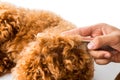 Close up of dog fur combing and detangling during grooming Royalty Free Stock Photo