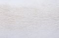 Dog fur texture light brown and white  abstract for background , Natural animal patterns skin Royalty Free Stock Photo