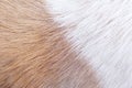 Dog fur texture with short smooth patterns for white and light brown background Royalty Free Stock Photo