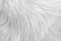 Dog fur texture soft patterns , Nature animal white gray background Royalty Free Stock Photo