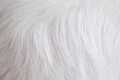 Dog fur texture white grey patterns , animal background Royalty Free Stock Photo