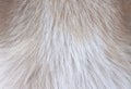 Dog fur white brown texture with short smoot patterns , animal hair background Royalty Free Stock Photo