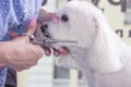 Close up dog head cutting trimming dog hair scissors