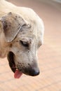 Close up of dog head , feel sad Royalty Free Stock Photo