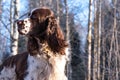 Close up dog hunter breed English Springer Spaniel on background of winter forest and blue sky. Late fall, early winter Royalty Free Stock Photo