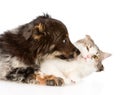 Close up dog kisses cat. isolated on white background Royalty Free Stock Photo