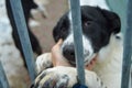 Close-up of a Dog muzzle with sad eye behind in a cage in a shelter for homeless dogs Royalty Free Stock Photo