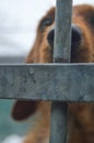 Close-up of a Dog muzzle with sad eye behind in a cage in a shelter for homeless dogs Royalty Free Stock Photo