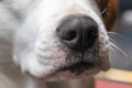 Close-up of a dog nose