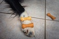Close up of dog paw and delicious food, bone shaped biscuits, on the floor. Pet chew snack cookies, healthy nutrition Royalty Free Stock Photo
