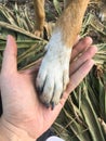 dog paw and human hand are doing handshake Royalty Free Stock Photo