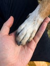 Dog paw and human hand are doing handshake Royalty Free Stock Photo