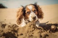 close-up of dog paws digging in beach sand Royalty Free Stock Photo