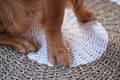 Close-up of a dog paws. Nails and fur trimmed by a groomer. Caring for dog paws. Royalty Free Stock Photo