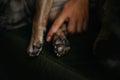 Close up of french bulldog dog paws while sleeping on bed Royalty Free Stock Photo