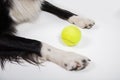 Close up of dog paws and tennis ball on the floor. Obedient pet ready for playing games with his master Royalty Free Stock Photo