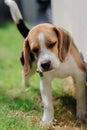 Close-up of dog peeing. Beagle dog peeing on the wall. dog peeing in the park. urinating Royalty Free Stock Photo