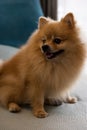 Close-up dog pomeranian spitz smiling, Selective focus. Royalty Free Stock Photo