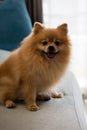 Close-up dog pomeranian spitz smiling, Selective focus. Royalty Free Stock Photo