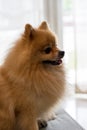 Close-up dog pomeranian spitz smiling, Selective focus. Royalty Free Stock Photo