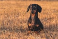 Close-up dog puppy, breed dachshund black tan, playing and walking on a autumn grass in the park Royalty Free Stock Photo