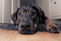 Close-up of dog resting on a carpet in the hallway