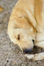 Close-up of a dog resting relaxed in the courtyard of a monastery at Meteora Royalty Free Stock Photo