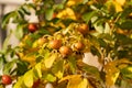 Close-up of dog-rose berries. Dog rose fruits (Rosa canina). Wild rosehips in nature