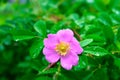 Close-up of a Dog Rose flower Rosa canina with drops on leaves , forest after rain, very shallow DOF Royalty Free Stock Photo