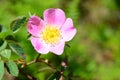 Close-up of a dog rose, with green leaves on a blurry backgroun