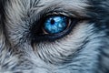 Close-up of a dog\'s blue eye. Selective focus, Extreme detail close-up of super bright blue wolf eyes, AI Generated Royalty Free Stock Photo