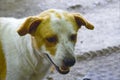 Close-up of the dog`s brown and white striped face. Thailand, Asia