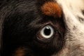 Close up of a dog`s eye and pupil Royalty Free Stock Photo