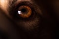 Close up of a dog`s eye and pupil Royalty Free Stock Photo