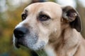 Close up of a dog`s face with a black big nose. beautiful golden eyes. looking far. outdoor. Royalty Free Stock Photo