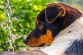 Close up of a dog`s face