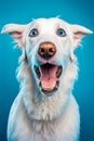 Close up of dog's face with its mouth wide open. Generative AI Royalty Free Stock Photo