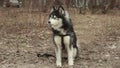 Close-up of a dog`s face - a Siberian husky with blue eyes looking directly into the camera.