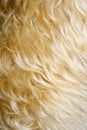 Close-up of dog's fur. Royalty Free Stock Photo